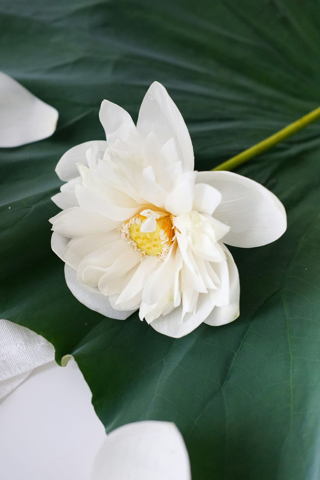 2025WBGP 世界芭蕾舞大奖赛落地泉州丰泽 世界芭蕾盛宴开放闽南古韵